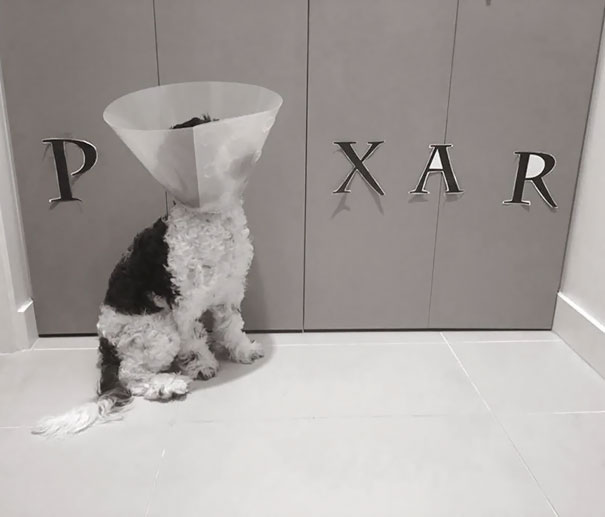funny-animal-expressions-after-vet-13-5a290bdc849c2__605