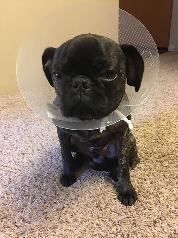 funny-animal-expressions-after-vet-14-5a290c856d28d__605