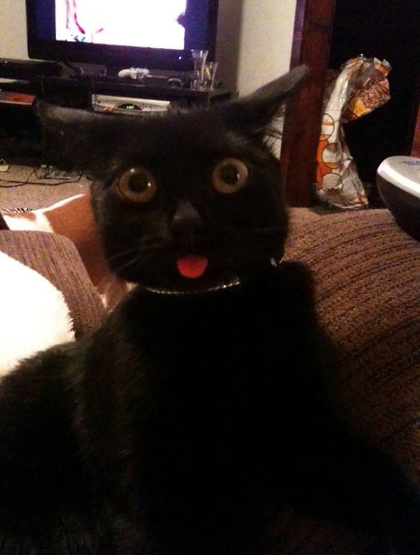 funny-animal-expressions-after-vet-204-5a2a899c9d982__605