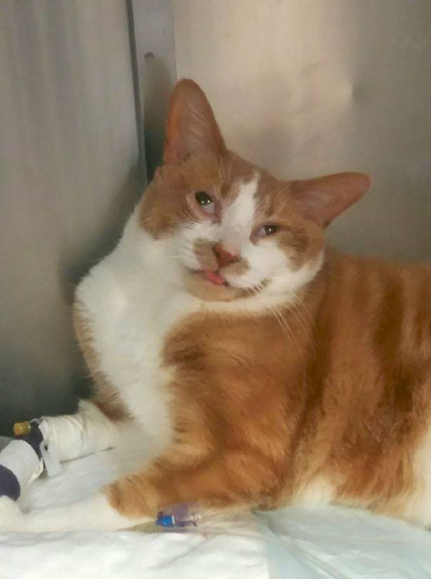 funny-animal-expressions-after-vet-3-5a2900d99f1b9__605