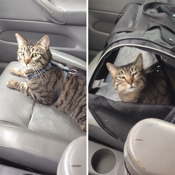 funny-animal-expressions-after-vet-47-5a2952ba81d17__605