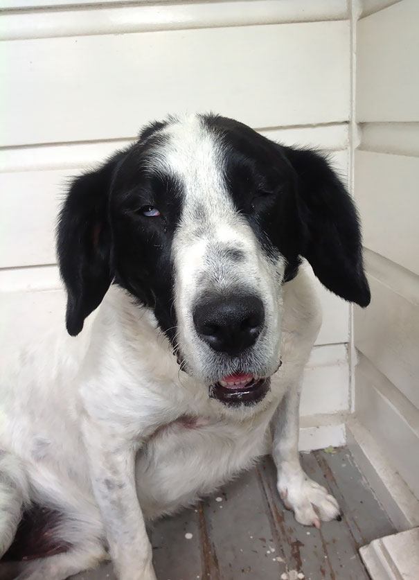 funny-animal-expressions-after-vet-55-5a2a43f806db0__605