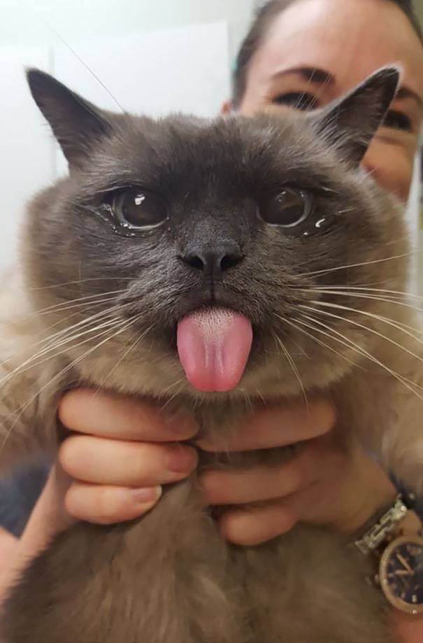 funny-animal-expressions-after-vet-7-5a290573538d8__605