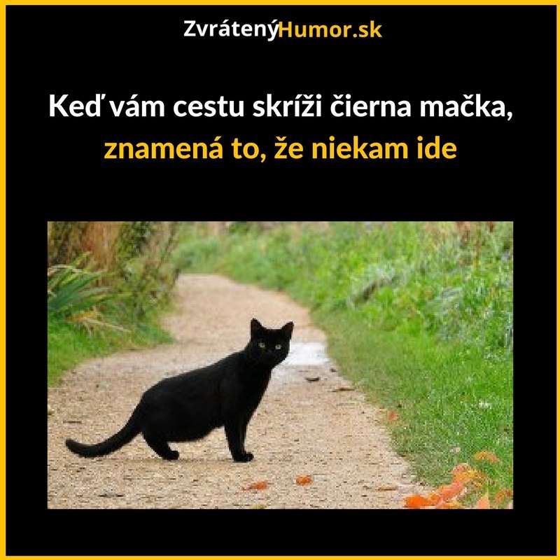Čierna mačka