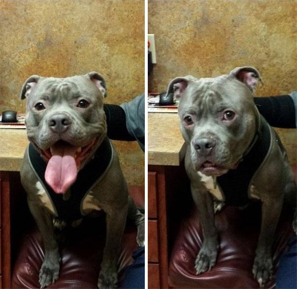 funny-dogs-vet-clinic-100-5a7181ccb33ef__605