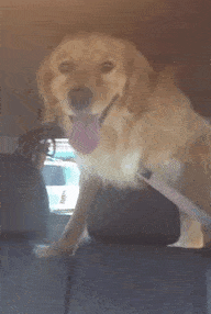 funny-dogs-vet-clinic-21-5a37e11742a16__605