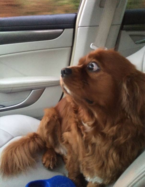 funny-dogs-vet-clinic-27-5a38cbe833908__605