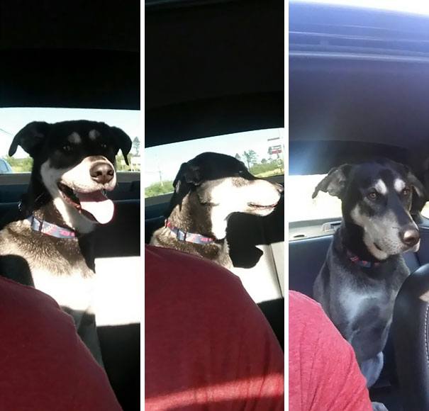 funny-dogs-vet-clinic-4-5a3785f8a3d13__605