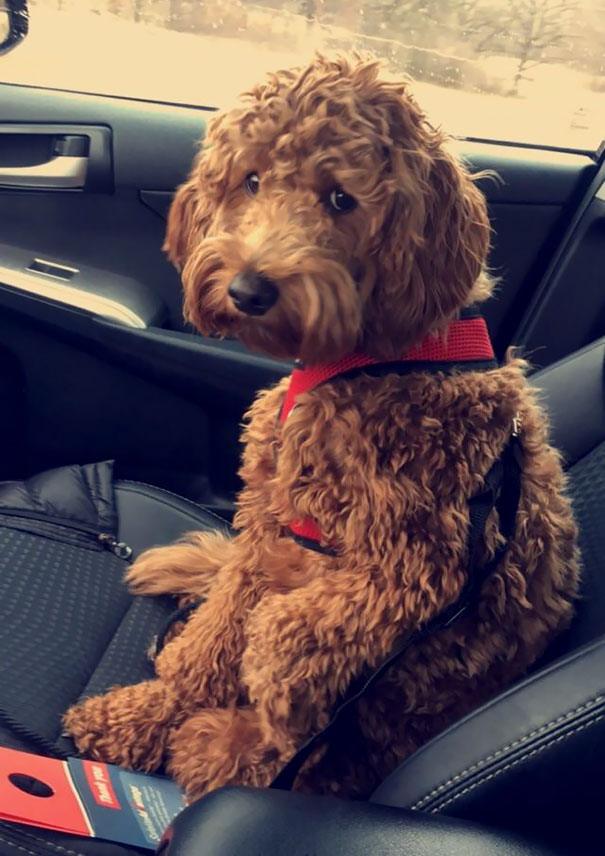 funny-dogs-vet-clinic-8-5a37b33beb79a__605