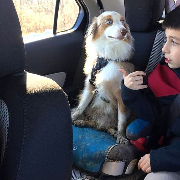 funny-dogs-vet-clinic-8-5a3932ac872af__605