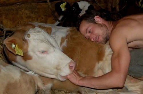 wtf-cant-explain-cow-hand