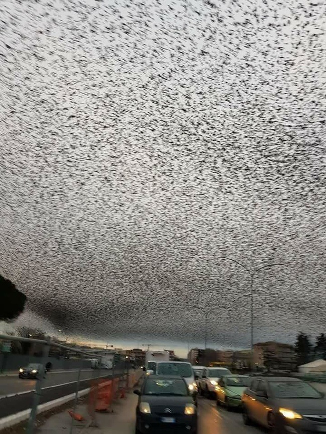 85604296