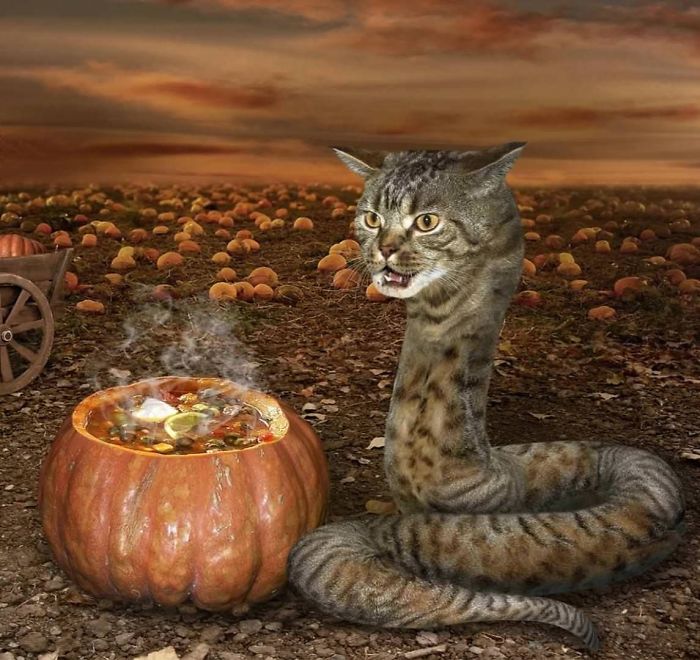 funny-weird-wtf-stock-photos-51-5a3a3ae4b8776__700
