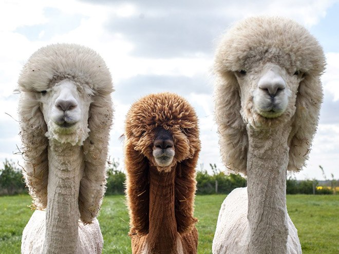 haircuts1