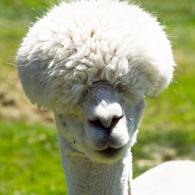 haircuts15