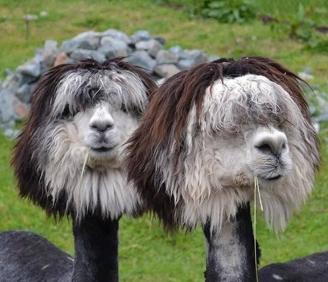 haircuts2