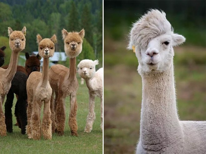 haircuts3