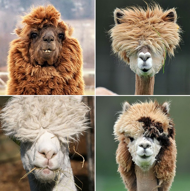 haircuts9