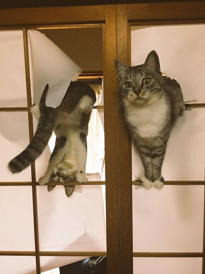 jerk-cat1