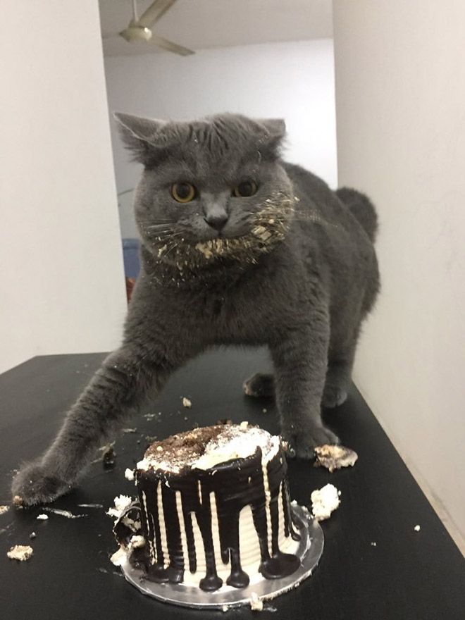 jerk-cat11
