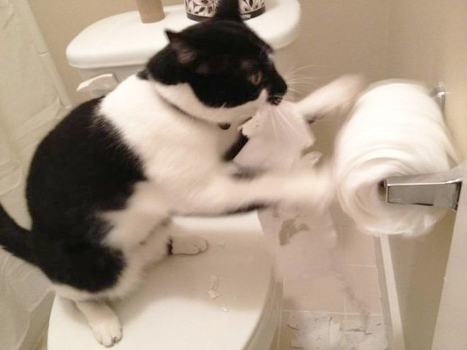jerk-cat12