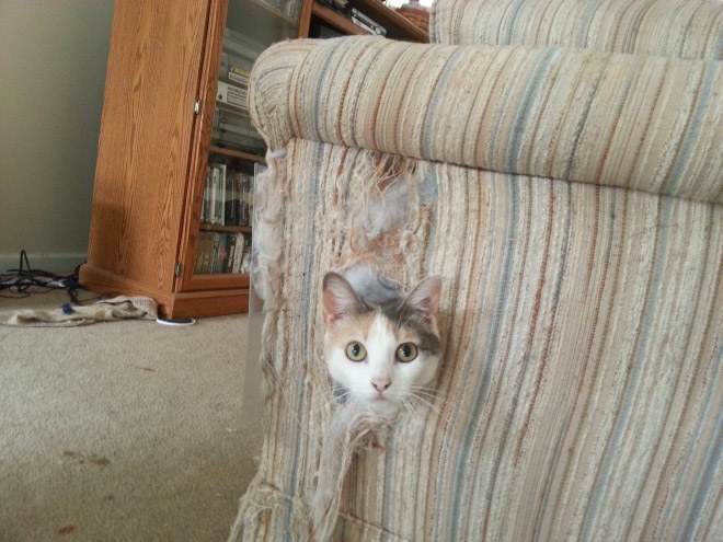 jerk-cat14
