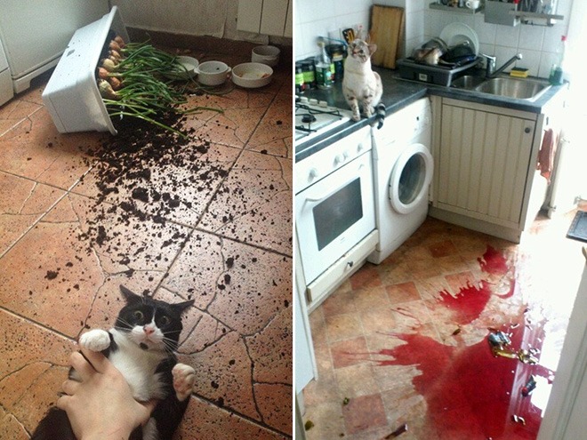 jerk-cat17