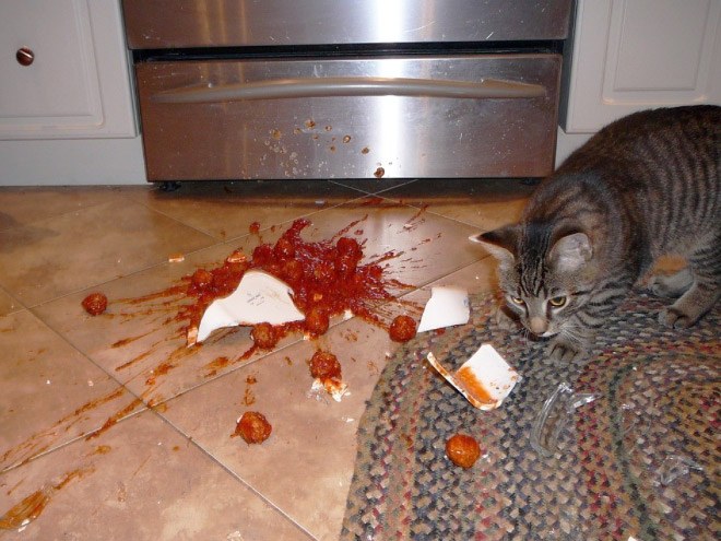 jerk-cat19