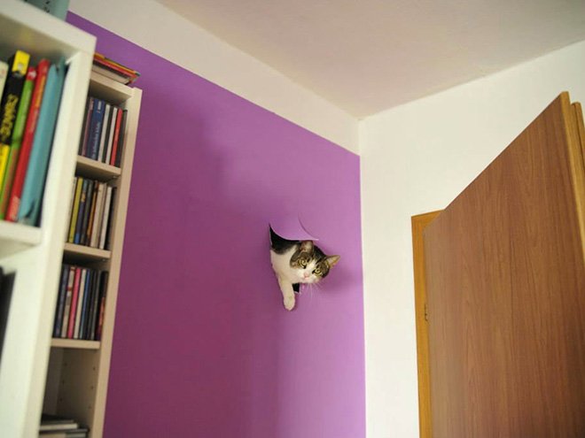 jerk-cat2