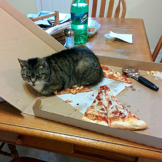 jerk-cat4