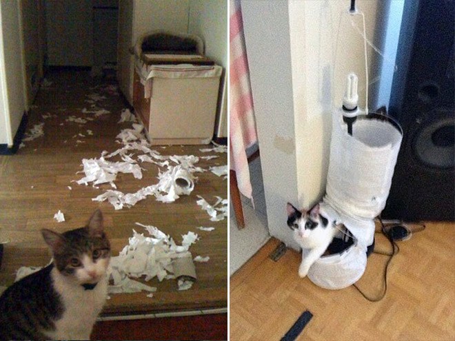jerk-cat8