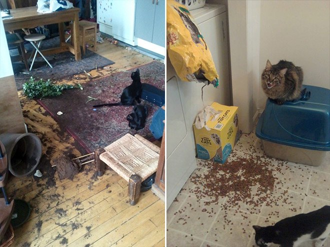 jerk-cat9