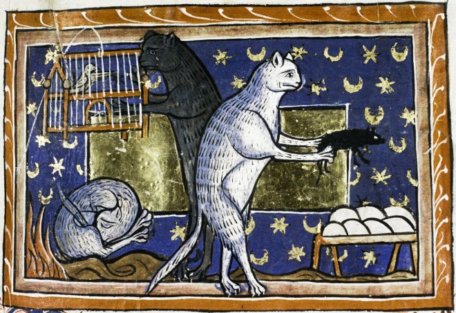 ugly-cat14