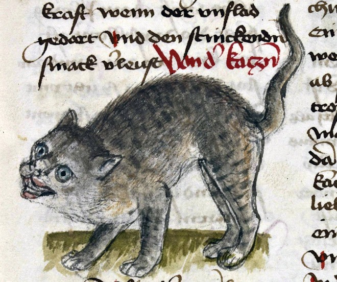 ugly-cat8