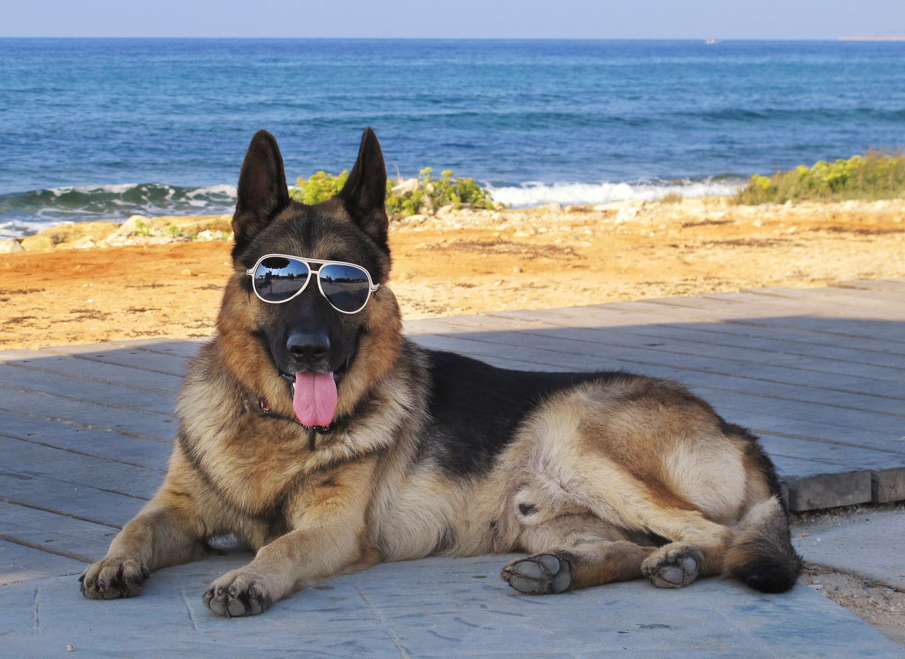 1280-467074589-dog-wearing