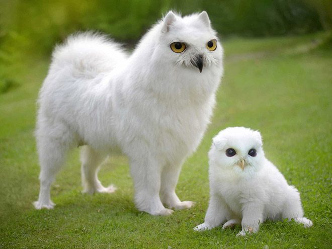 animals1