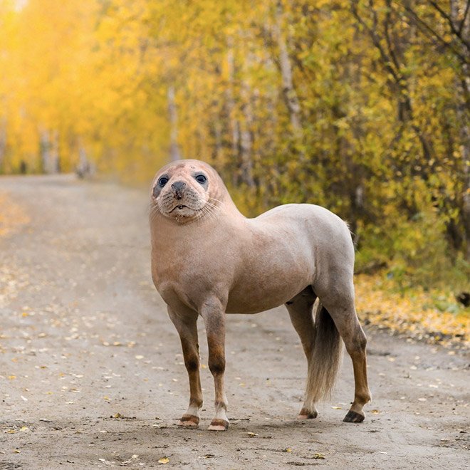 animals10