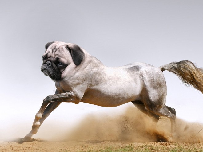 animals11