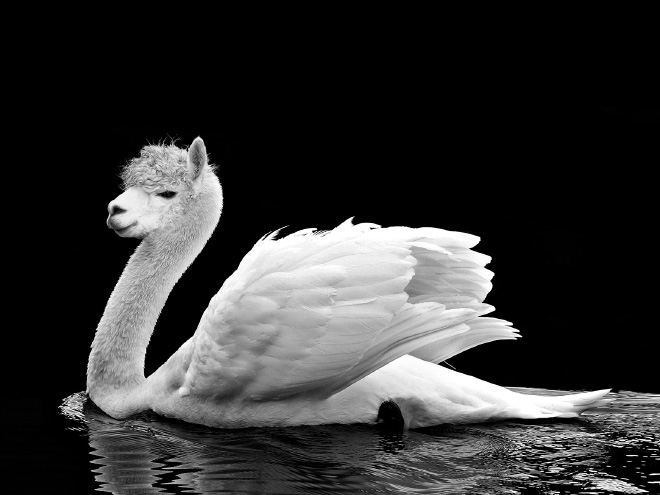 animals12