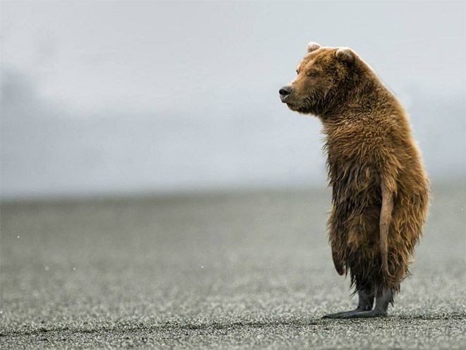 animals13
