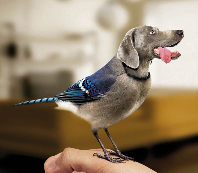animals14