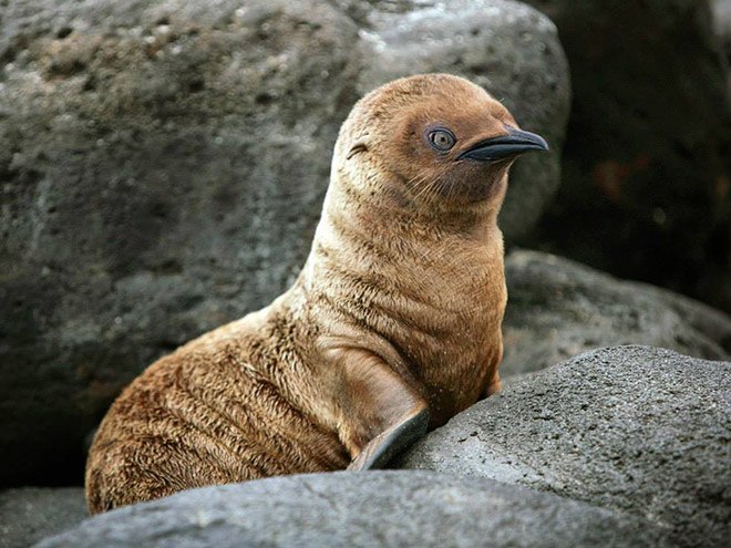 animals15