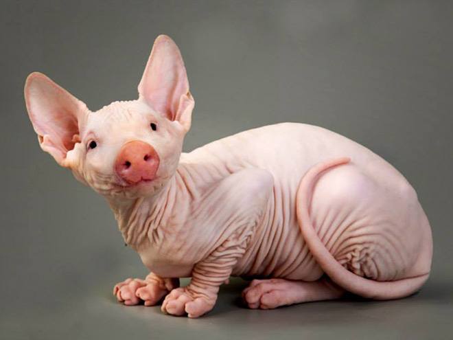 animals17