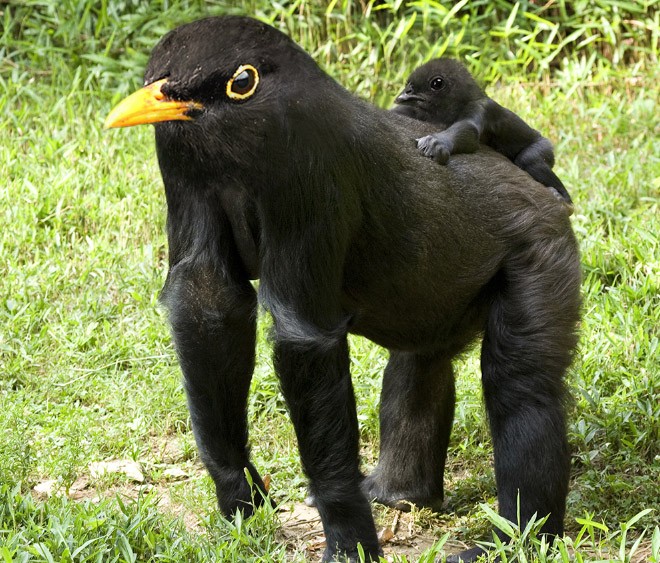 animals18