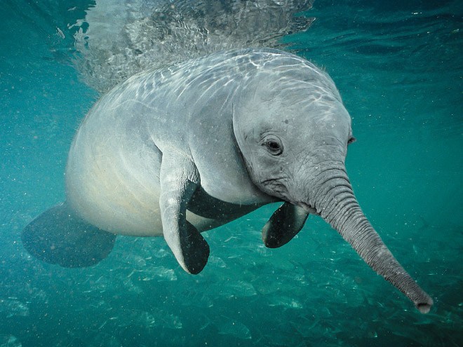 animals19