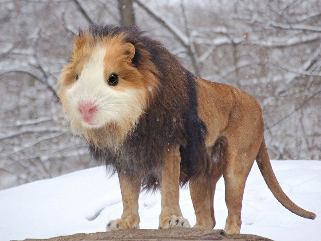 animals2