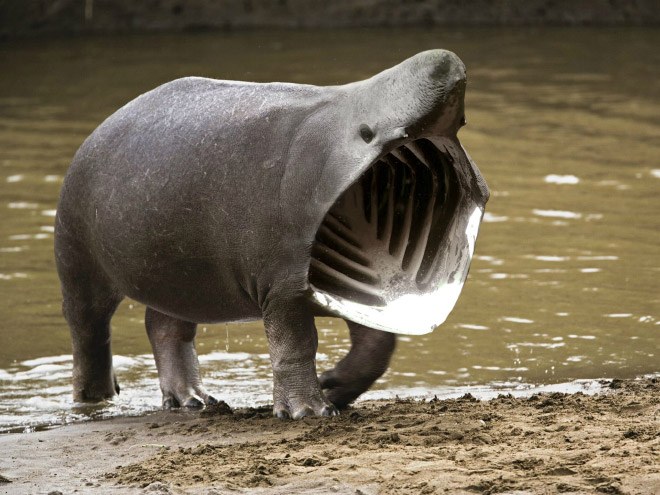 animals20