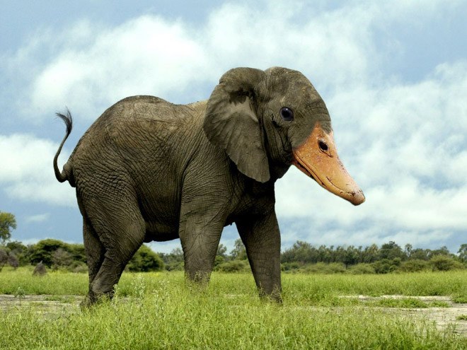 animals3
