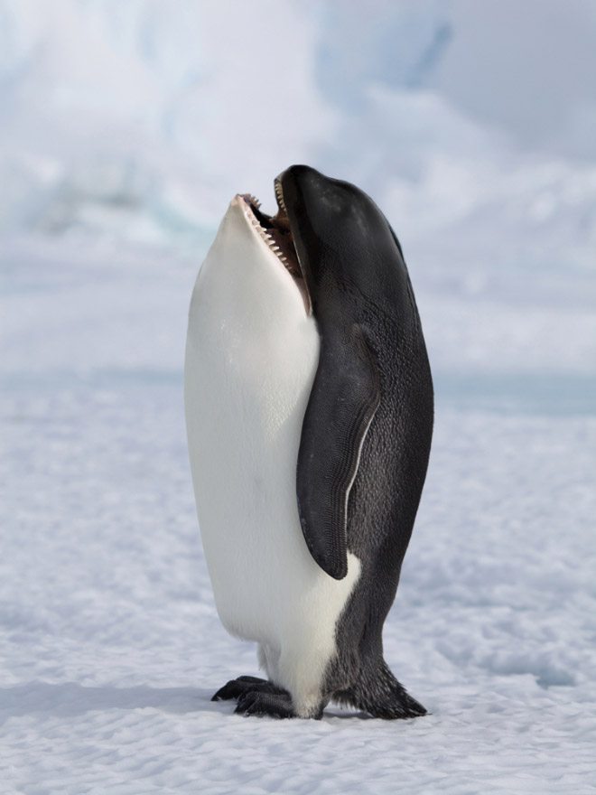 animals4