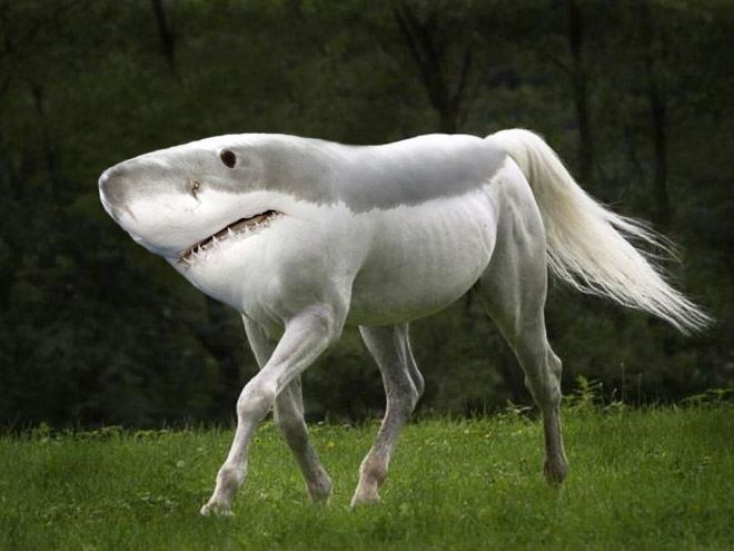animals5